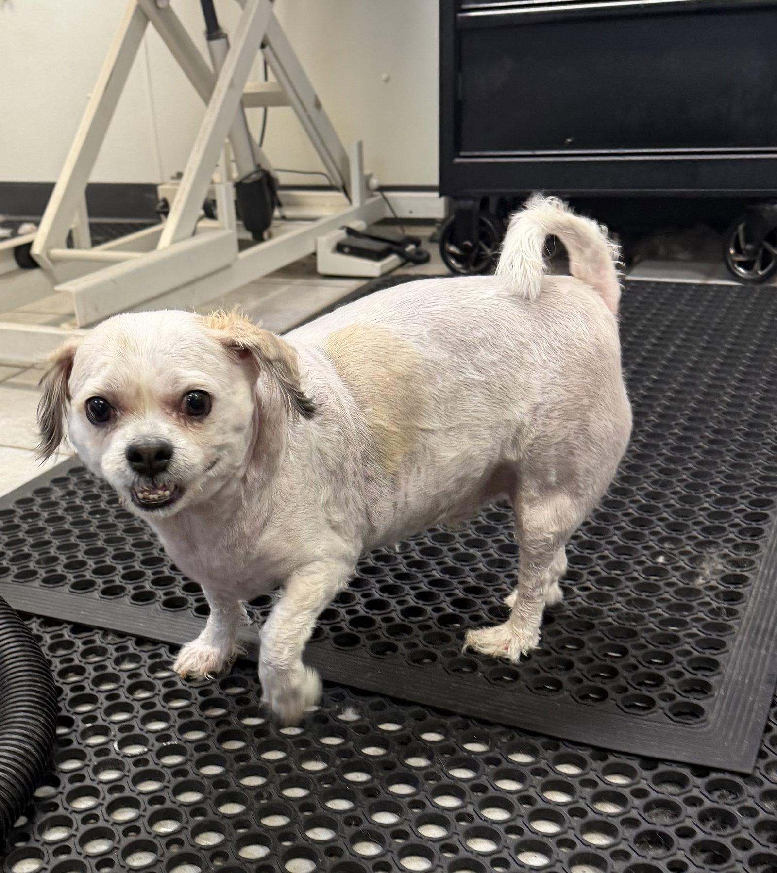 Roscoe, Adoptable, Adult Male Shih Tzu & Maltese.
