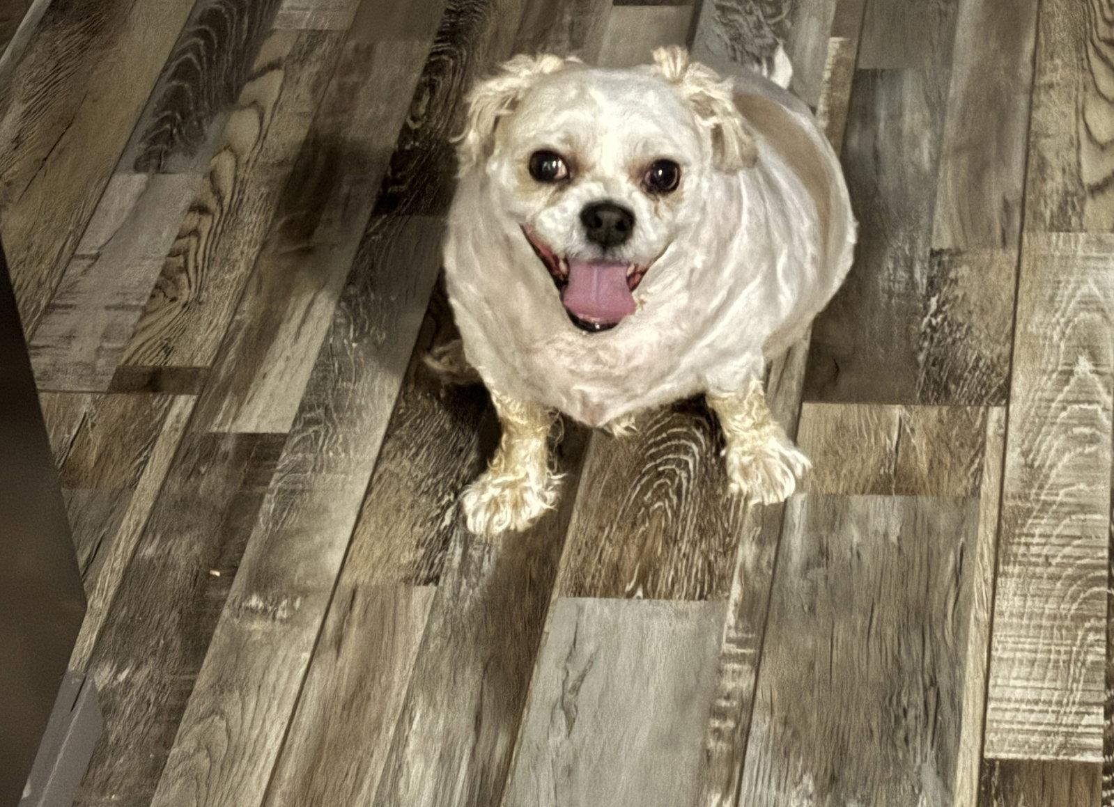 Enlarge Roscoe, a Adoptable mixed breed in Cedar Rapids, IA image 2/3