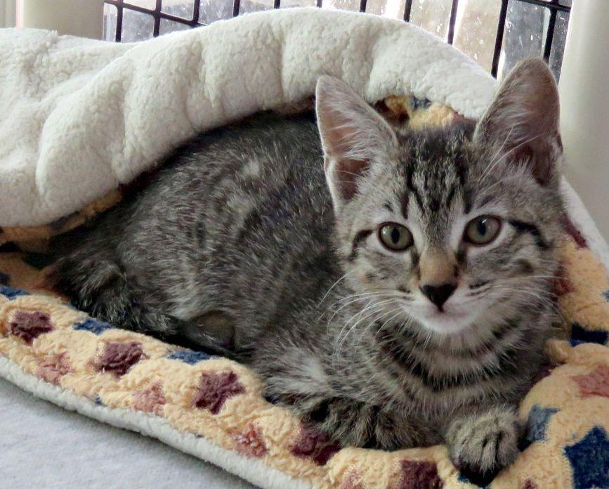 Music, ADOPTABLE, Kitten Female Domestic Short Hair.
