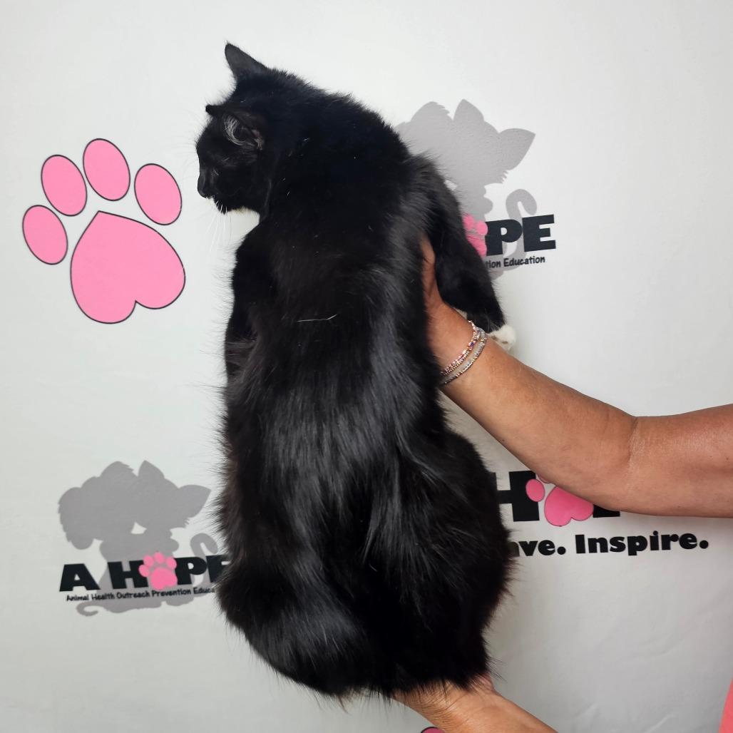 Enlarge Snow White, a Adoptable mixed breed in Milton, FL image 1/2