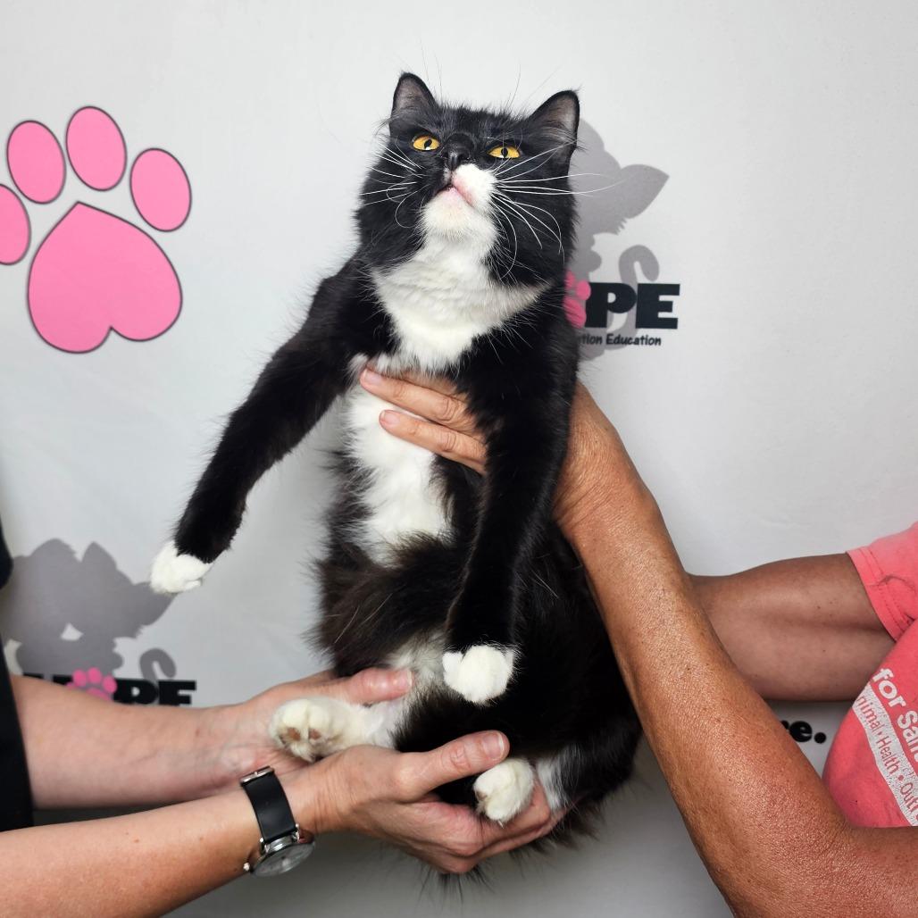 Enlarge Snow White, a Adoptable mixed breed in Milton, FL image 2/2