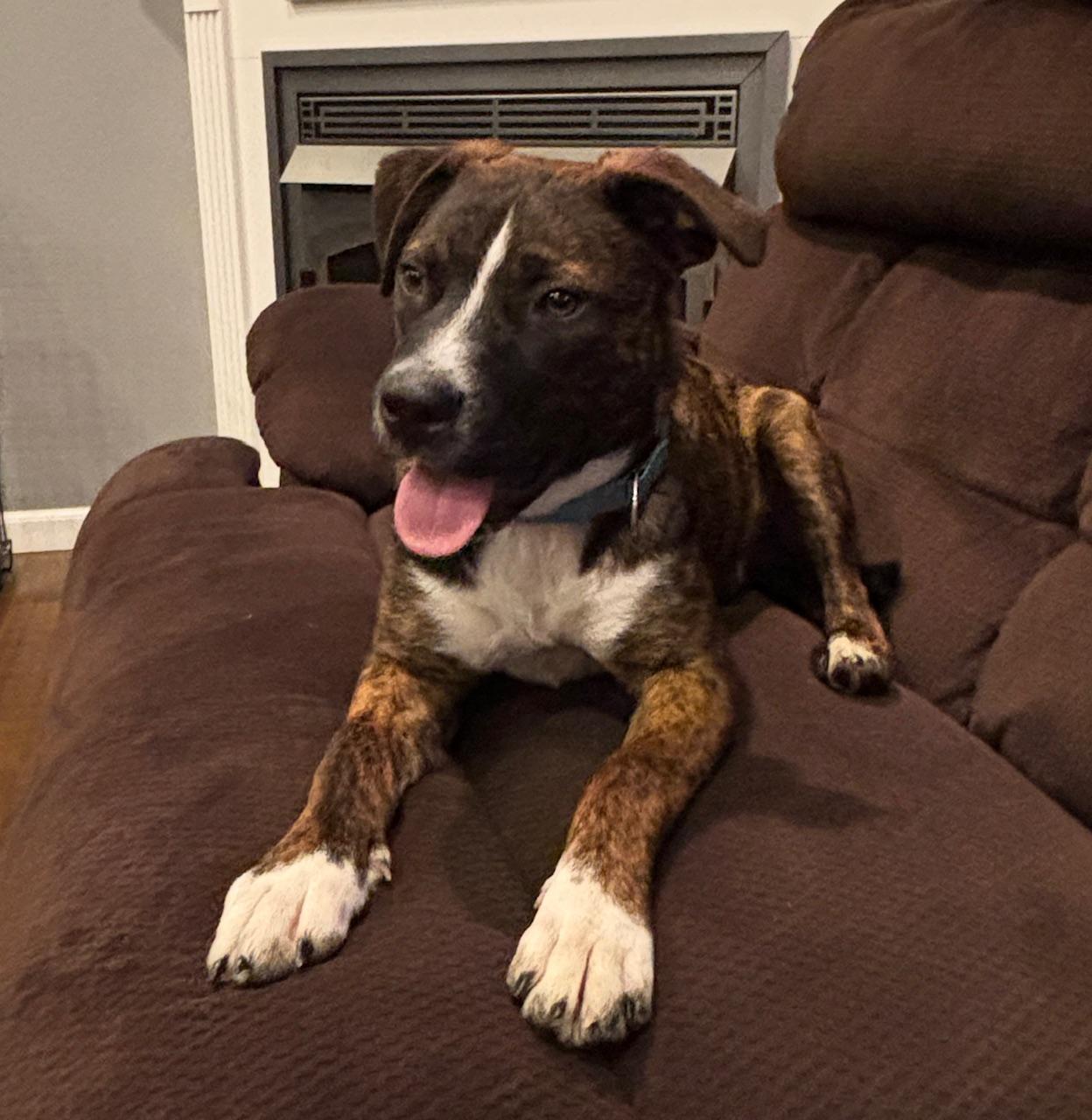 Hickory, Baby Male American Bulldog