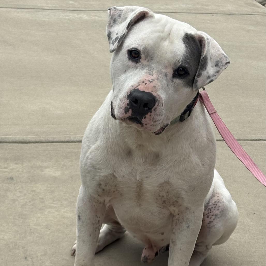 Koa, Adoptable, Young Male American Bulldog & Mixed Breed.