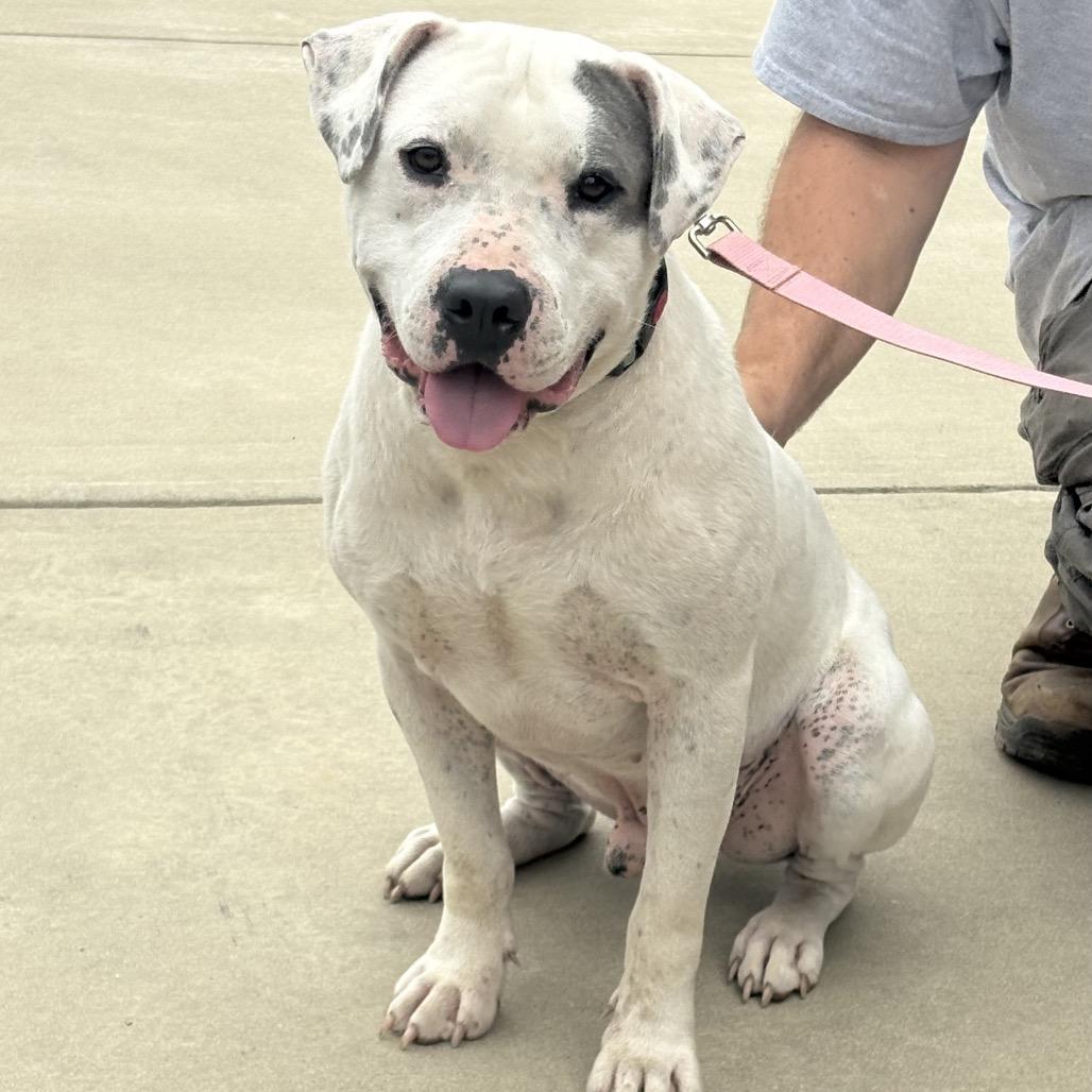 Koa, a Adoptable mixed breed in Marshall, TX image 2/2