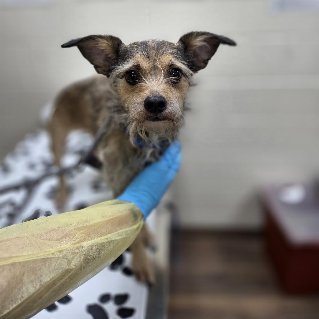 Osito, Adoptable, Adult Male Wirehaired Terrier & Chihuahua.