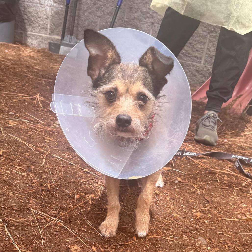 Enlarge Osito, a Adoptable mixed breed in Incline Village, NV image 2/3