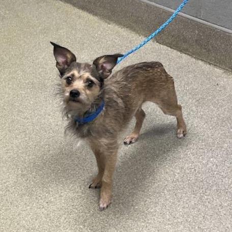 Enlarge Osito, a Adoptable mixed breed in Incline Village, NV image 3/3