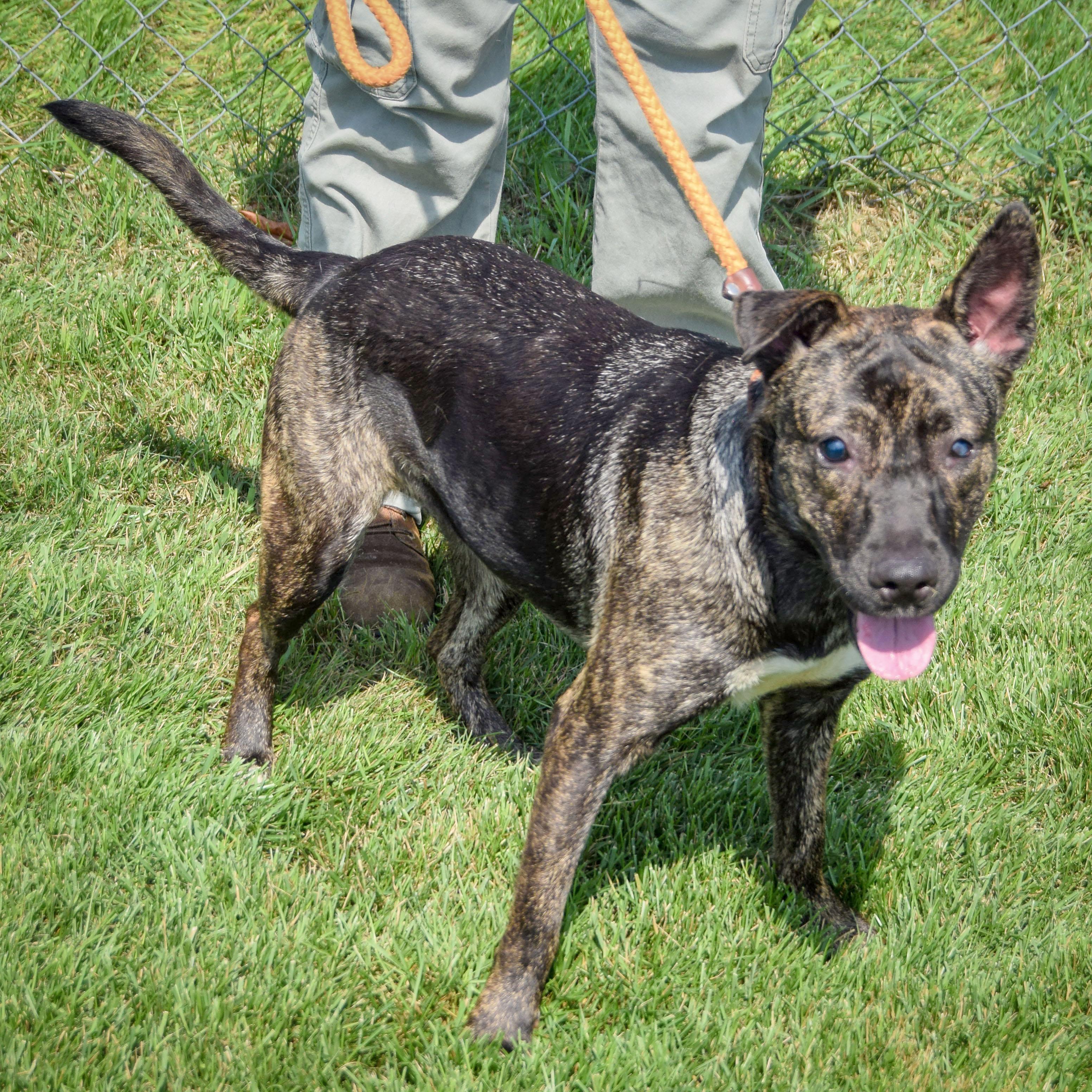 Enlarge Tuna, a Adoptable mixed breed in Huntley, IL image 3/5