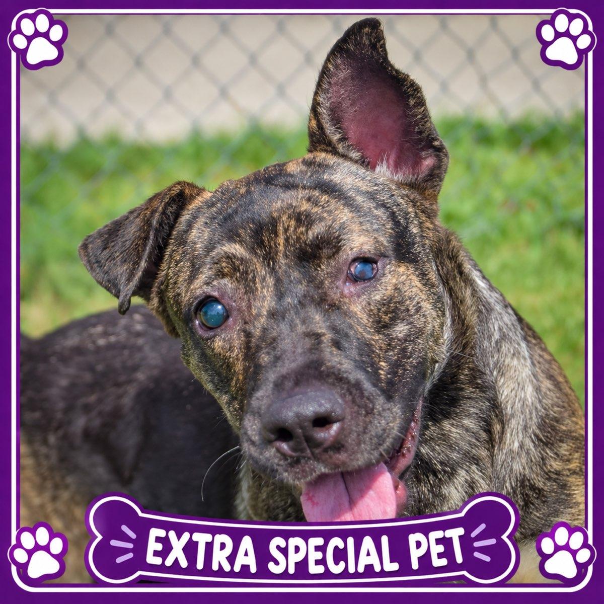 Enlarge Tuna, a Adoptable mixed breed in Huntley, IL image 1/5
