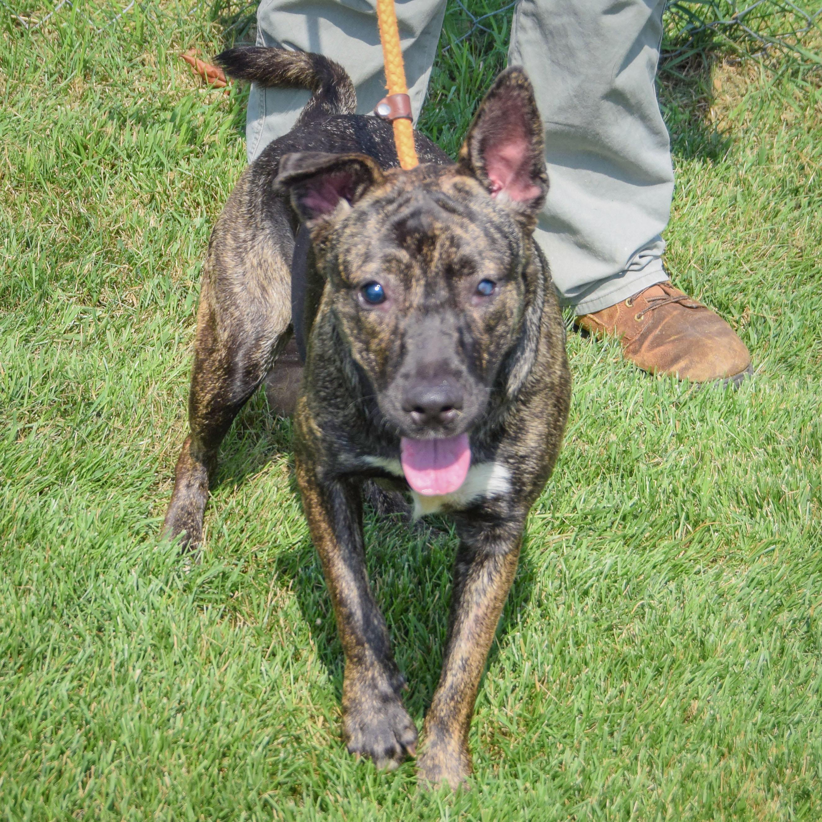 Enlarge Tuna, a Adoptable mixed breed in Huntley, IL image 4/5