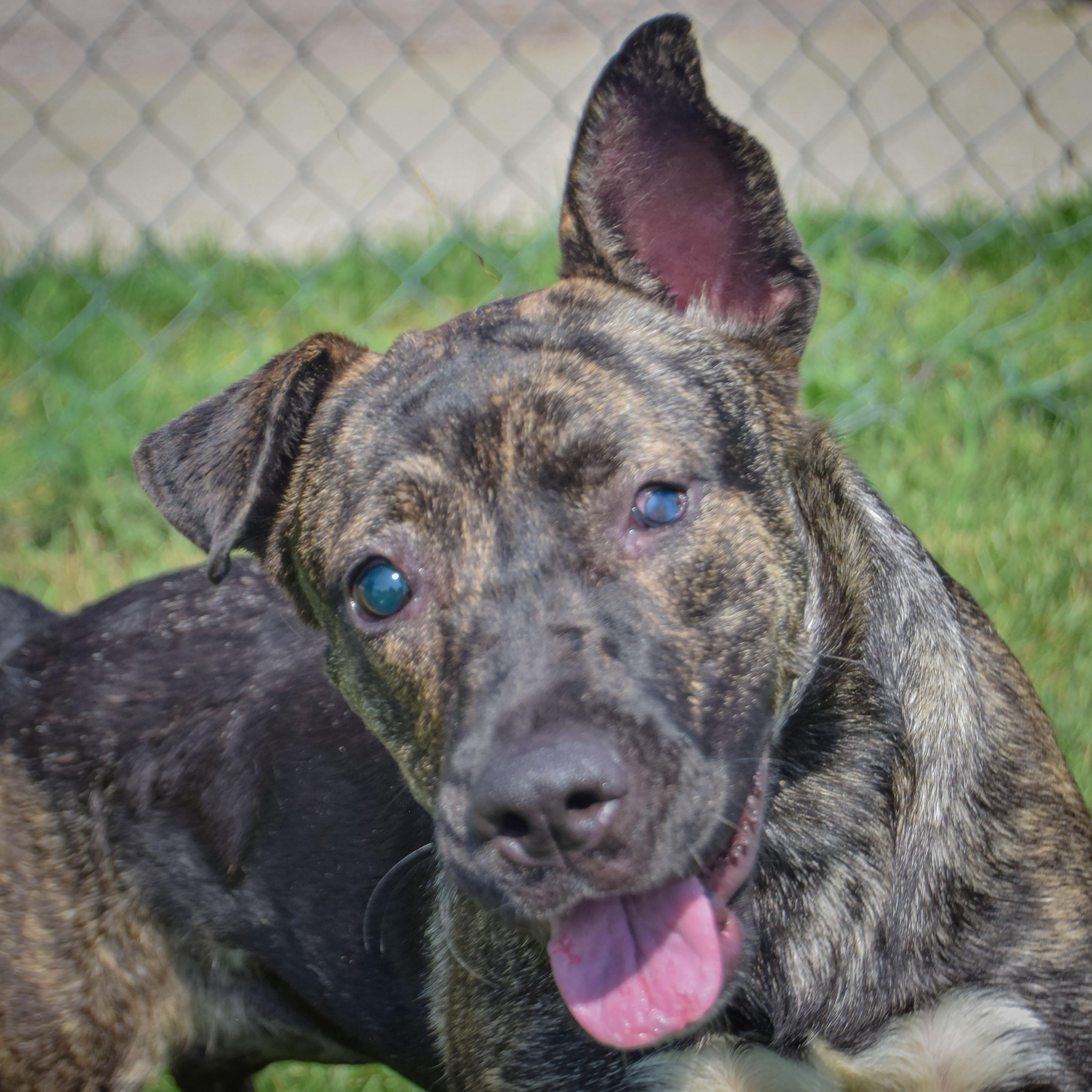 Enlarge Tuna, a Adoptable mixed breed in Huntley, IL image 5/5