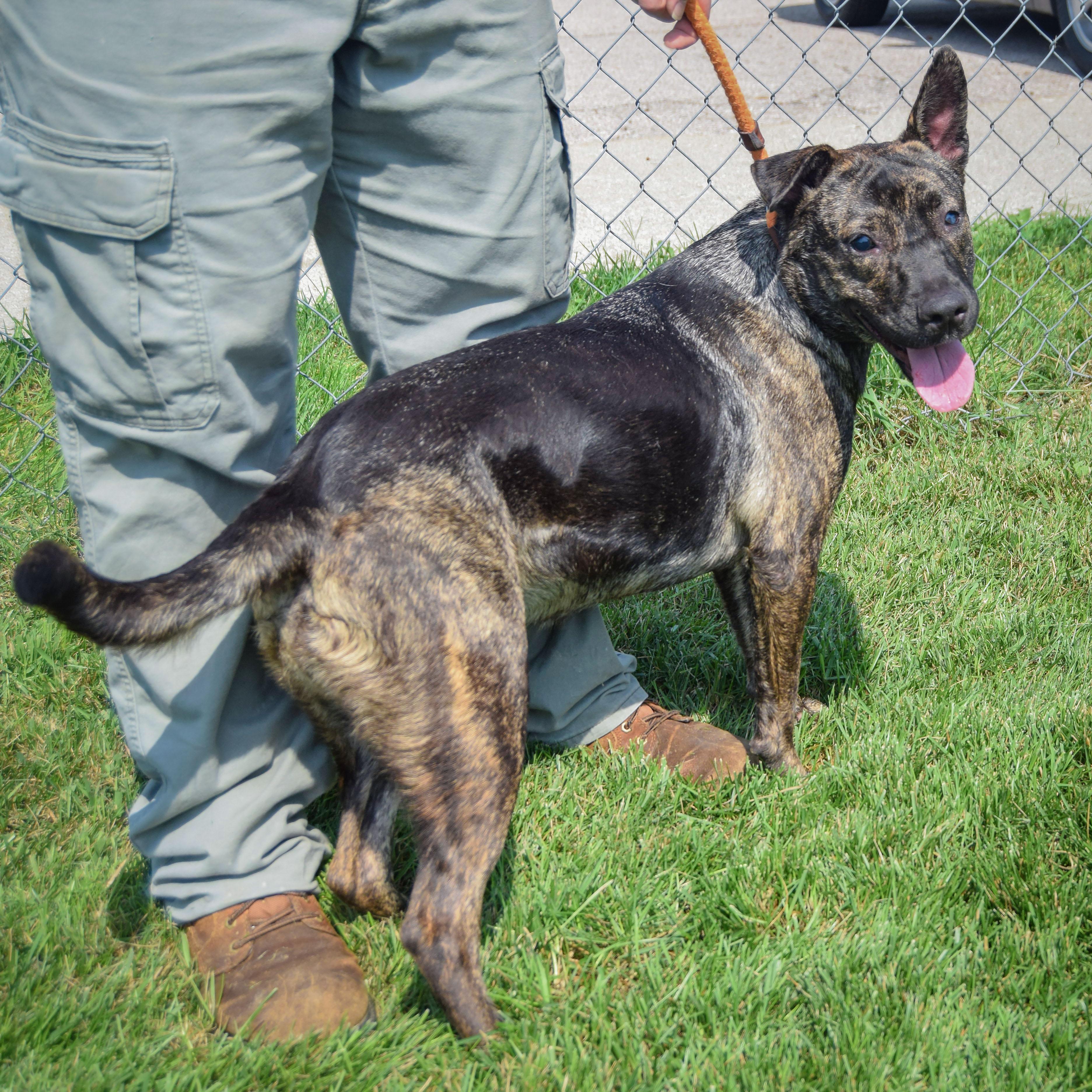 Enlarge Tuna, a Adoptable mixed breed in Huntley, IL image 2/5