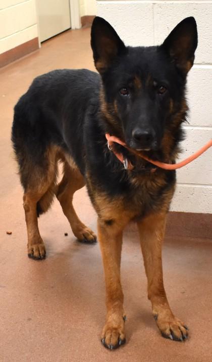 Enlarge Tobias (93731), a ADOPTABLE mixed breed in Spanish Fork, UT image 1/1