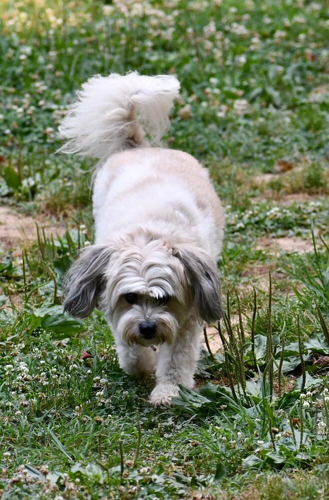 Hazel, Adoptable, Senior Female Shih Tzu.