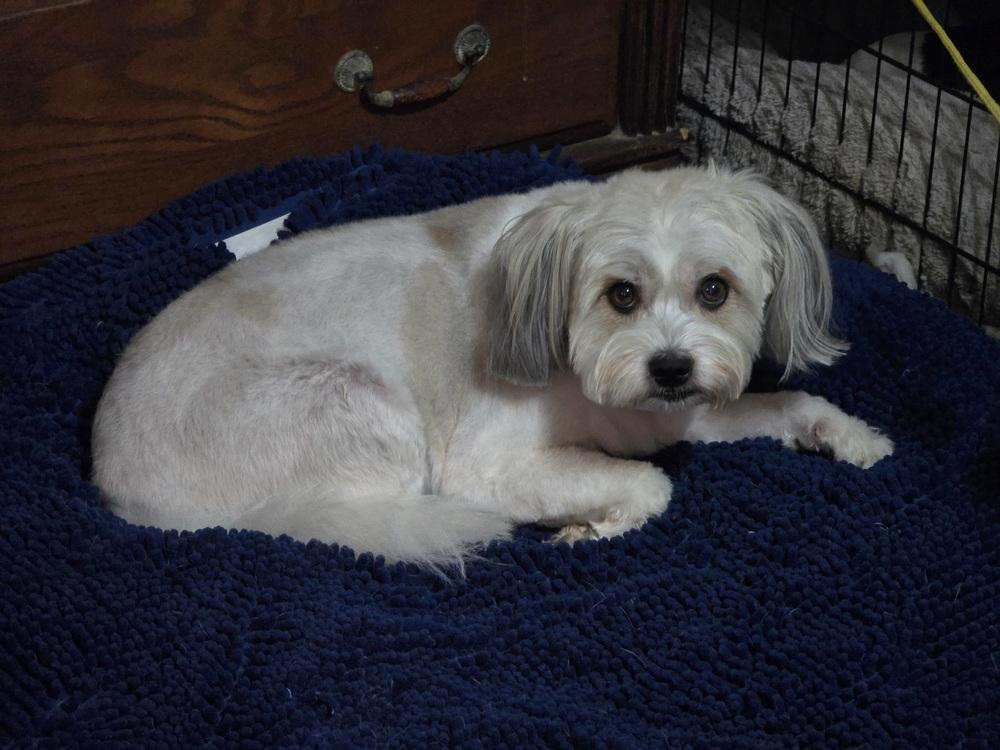 Enlarge Hazel, a Adoptable mixed breed in Vienna , VA image 4/6