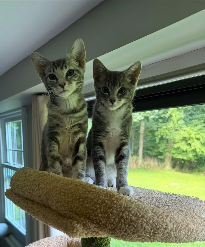 Rumours: Dreams, a Adoptable mixed breed in New Milford, CT image 1/6