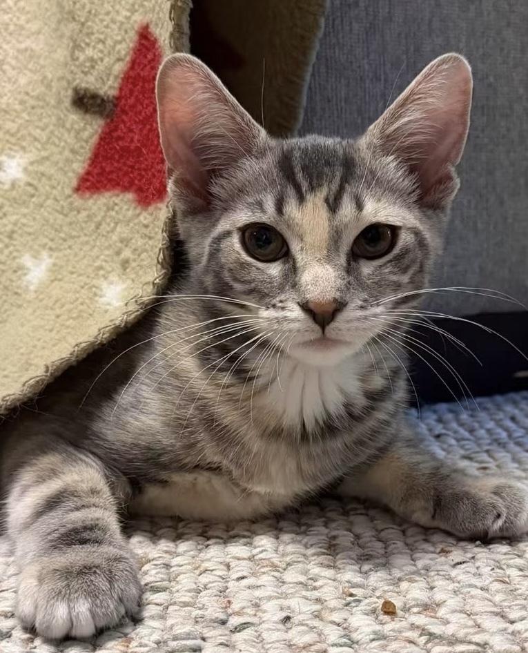 Rumours: Dreams, a Adoptable mixed breed in New Milford, CT image 2/6