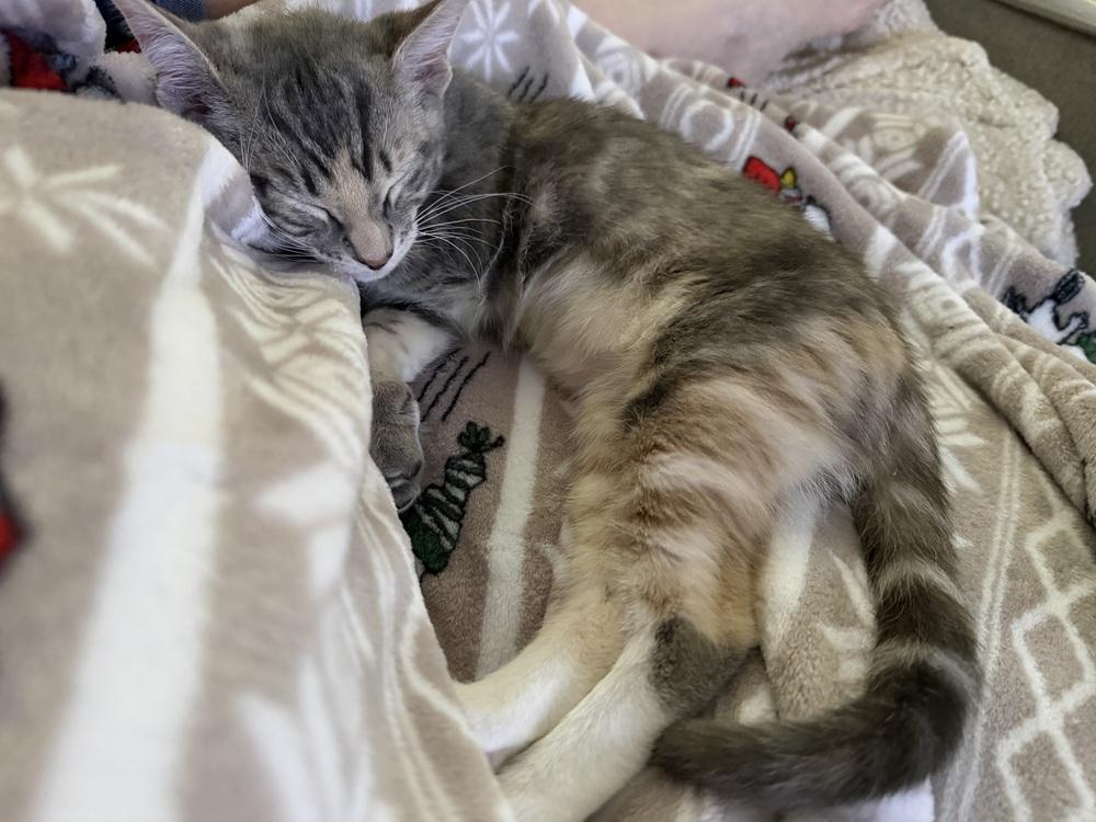 Rumours: Dreams, a Adoptable mixed breed in New Milford, CT image 3/6