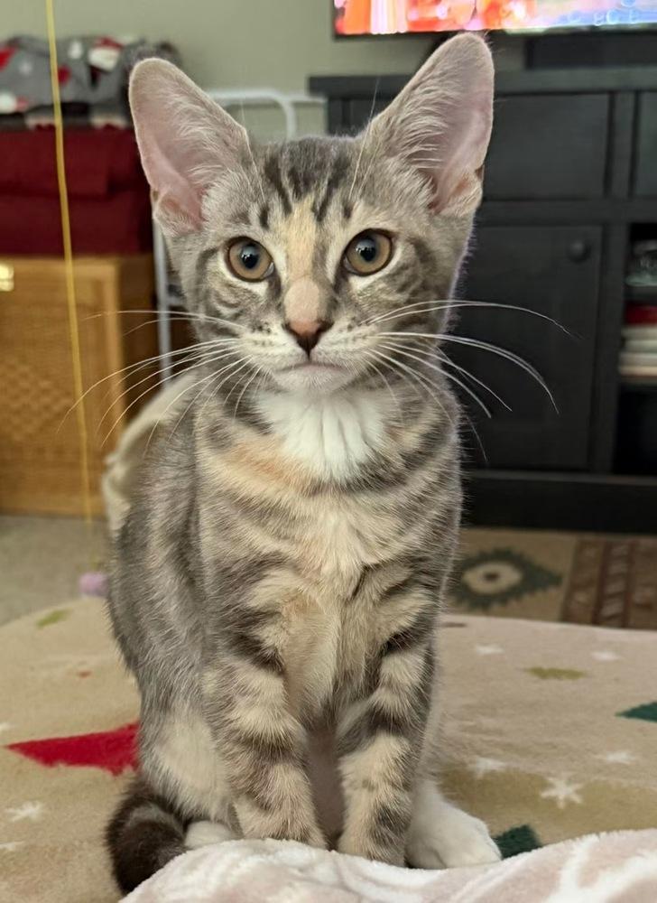 Rumours: Dreams, a Adoptable mixed breed in New Milford, CT image 6/6
