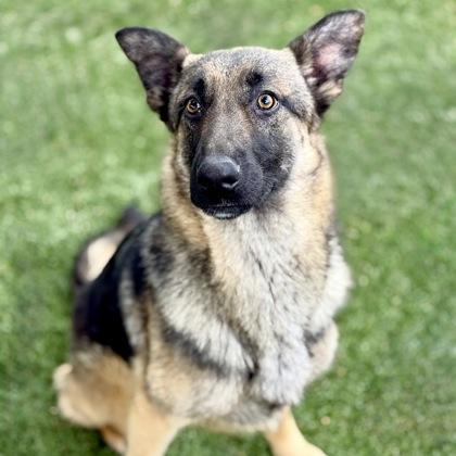 Enlarge Kahlua--FOSTER NEEDED, a ADOPTABLE mixed breed in Red Bluff, CA image 2/2