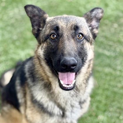 Kahlua--FOSTER NEEDED, ADOPTABLE, Young Female German Shepherd Dog.