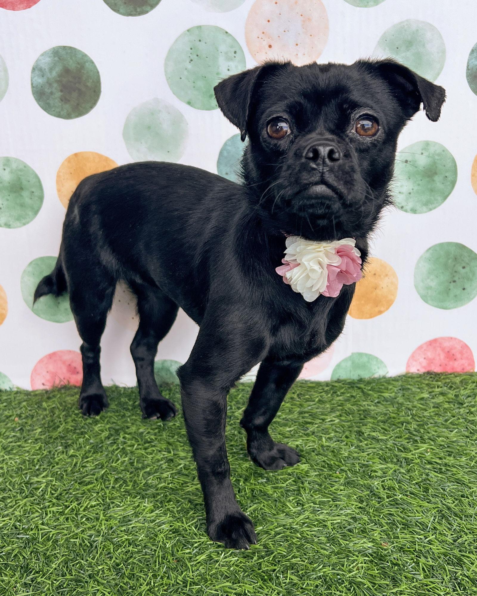 Mandy, a Adoptable Pug in Corona, CA image 1/3