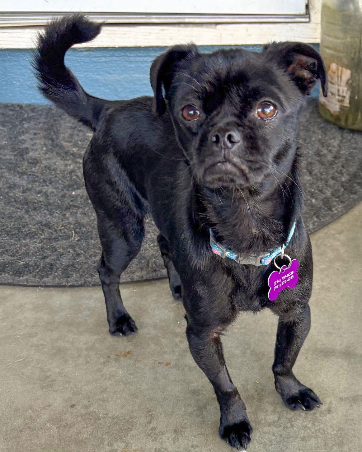 Mandy, a Adoptable Pug in Corona, CA image 3/3