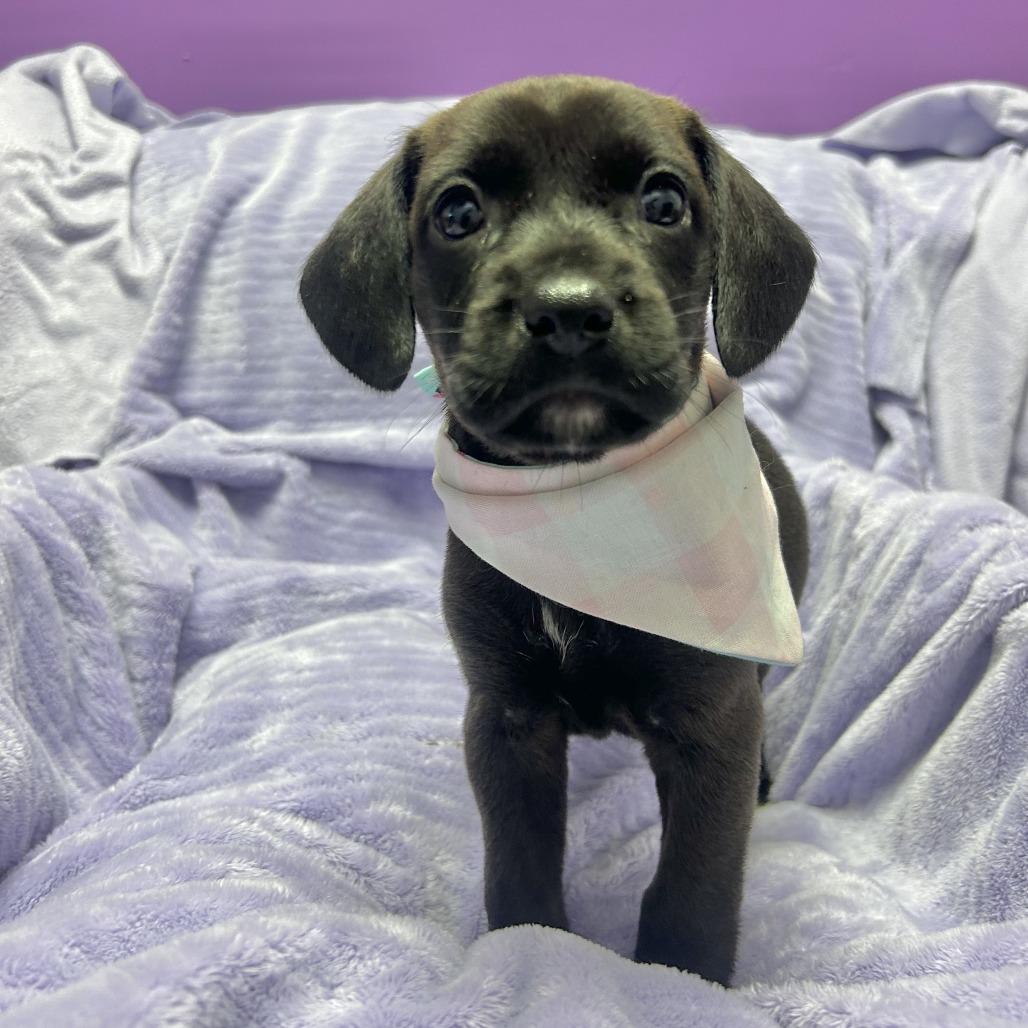 Latte, Adoptable, Puppy Female Hound.