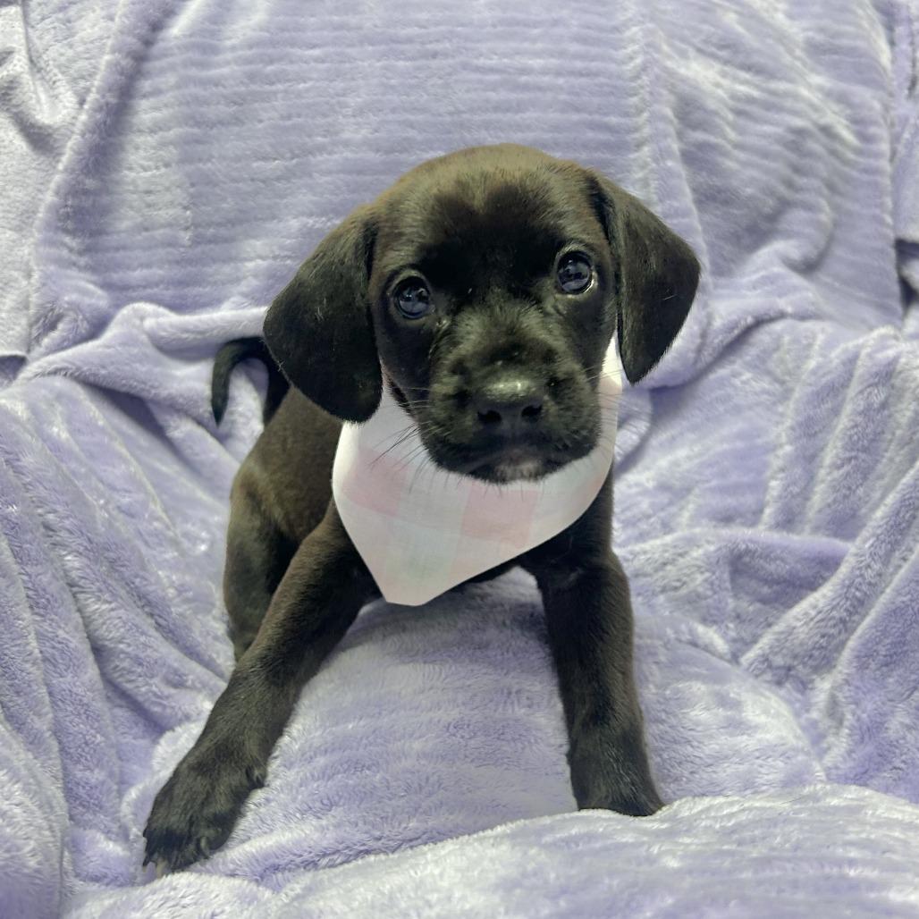 Latte, a Adoptable Hound in Emporia, KS image 2/6