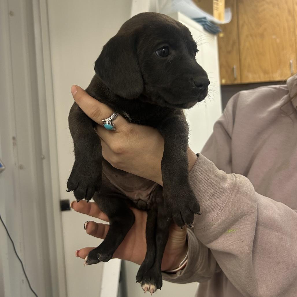 Latte, a Adoptable Hound in Emporia, KS image 3/6