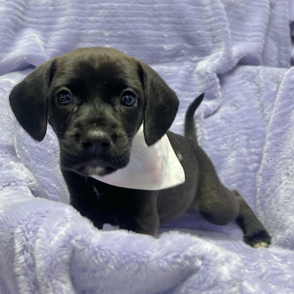 Latte, a Adoptable Hound in Emporia, KS image 6/6