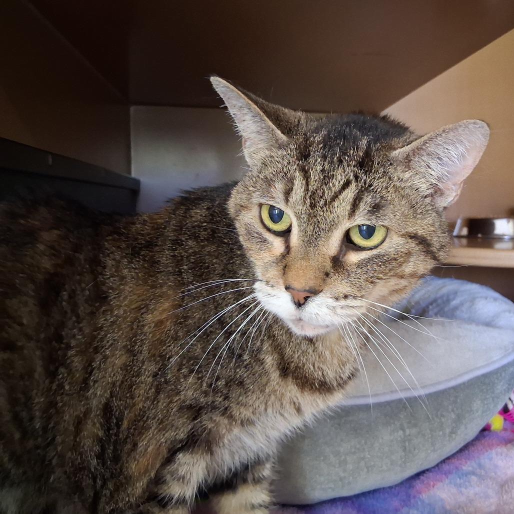 Enlarge Jax, a Adoptable Domestic Medium Hair in Middlebury, VT image 1/5