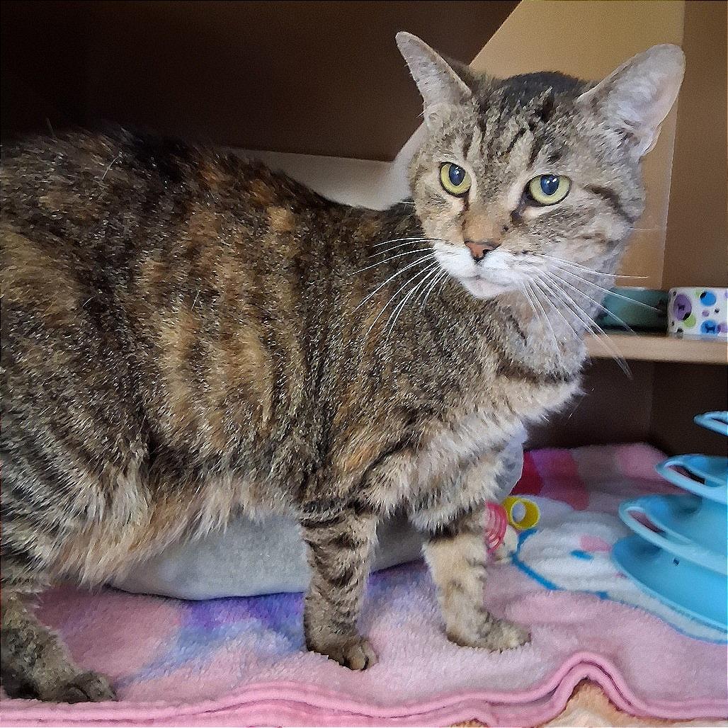 Enlarge Jax, a Adoptable Domestic Medium Hair in Middlebury, VT image 2/5