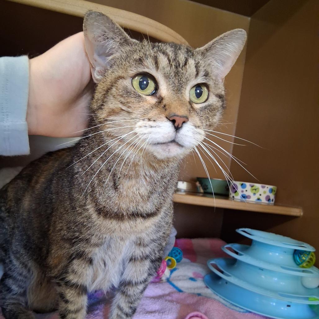 Enlarge Jax, a Adoptable Domestic Medium Hair in Middlebury, VT image 3/5