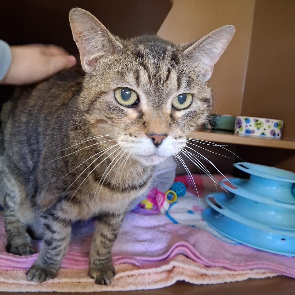 Enlarge Jax, a Adoptable Domestic Medium Hair in Middlebury, VT image 4/5