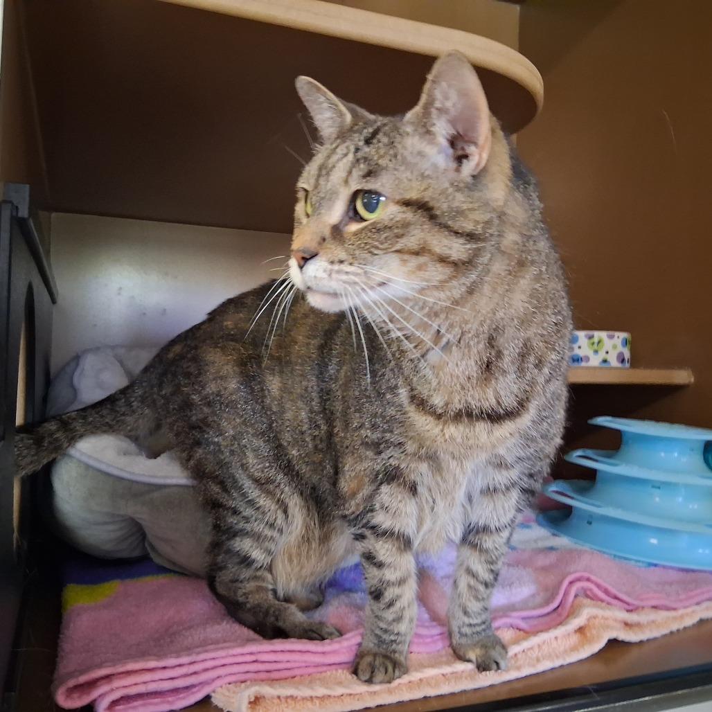 Enlarge Jax, a Adoptable Domestic Medium Hair in Middlebury, VT image 5/5