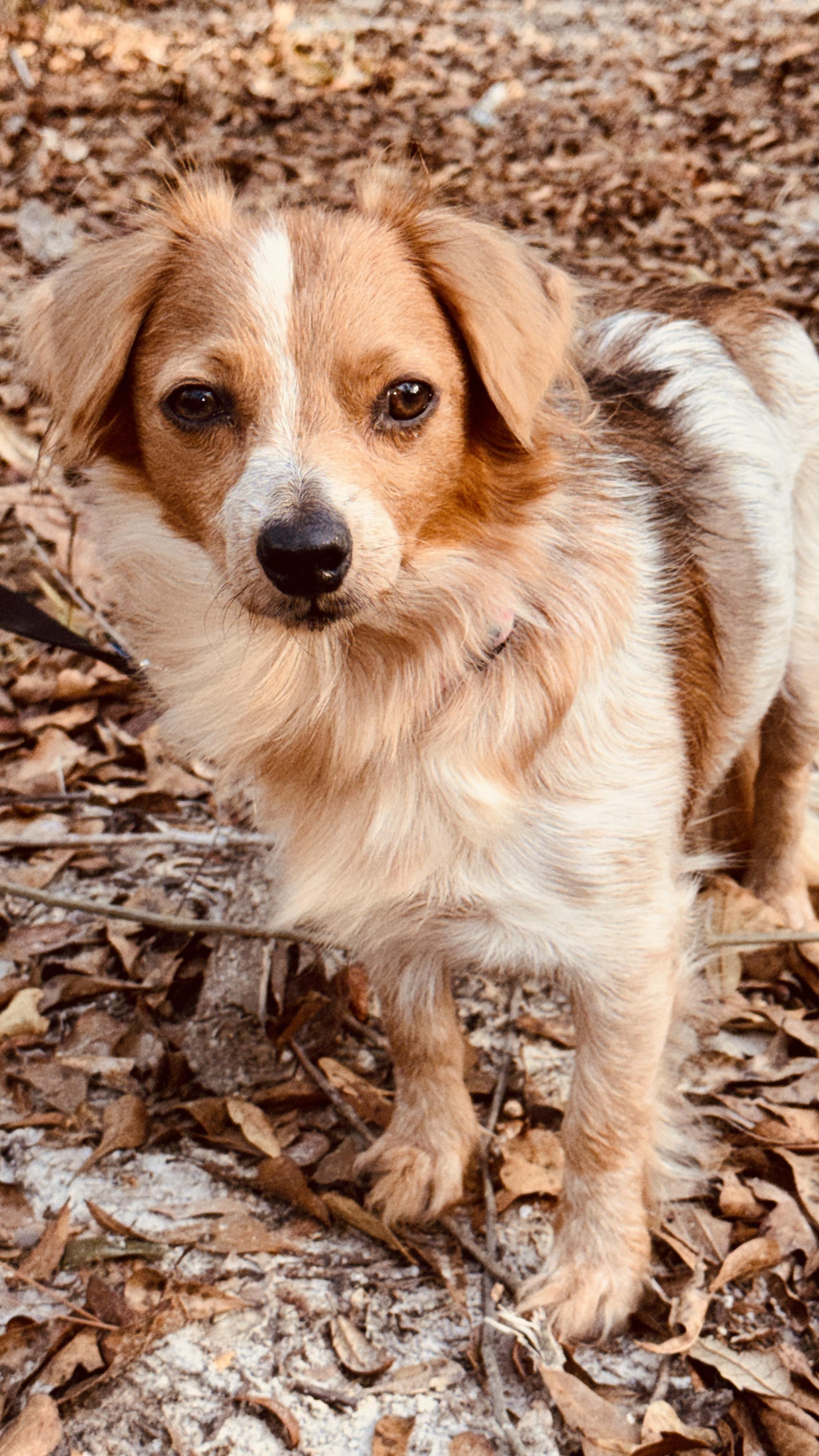 Enlarge Promise, an adopted mixed breed in Jacksonville, FL image 2/6