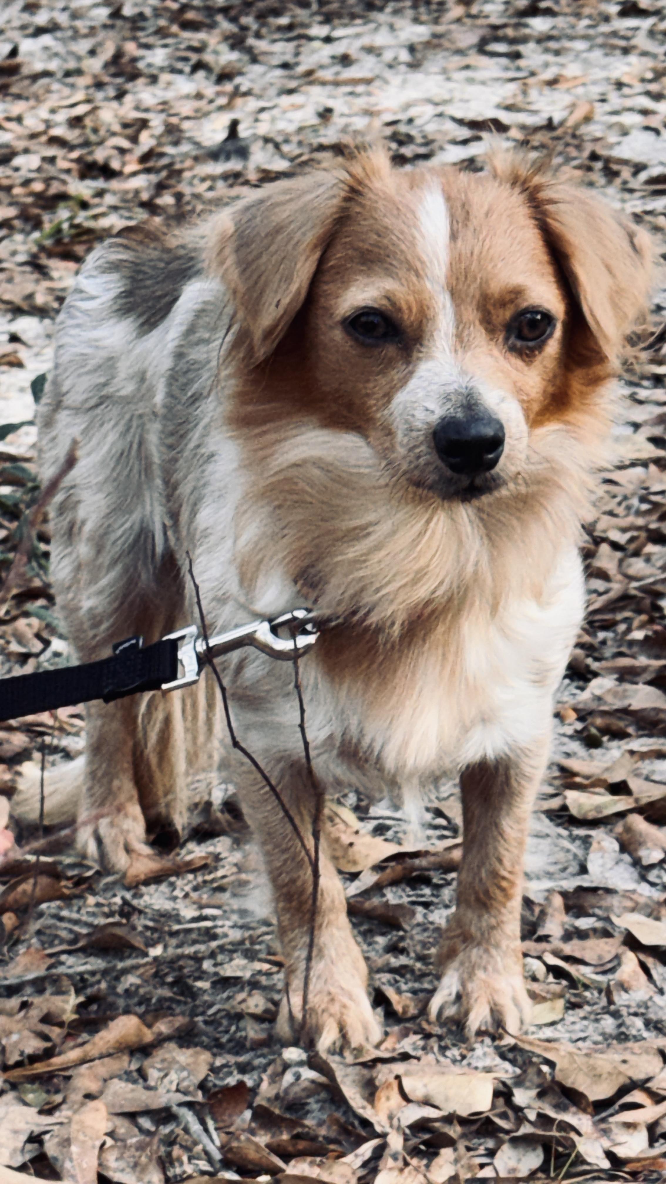 Enlarge Promise, an adopted mixed breed in Jacksonville, FL image 3/6