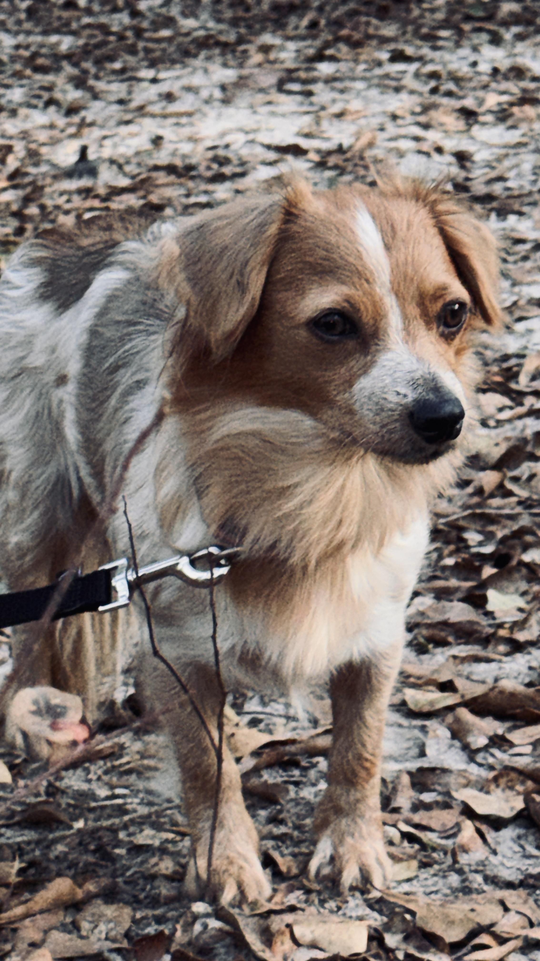 Enlarge Promise, an adopted mixed breed in Jacksonville, FL image 4/6