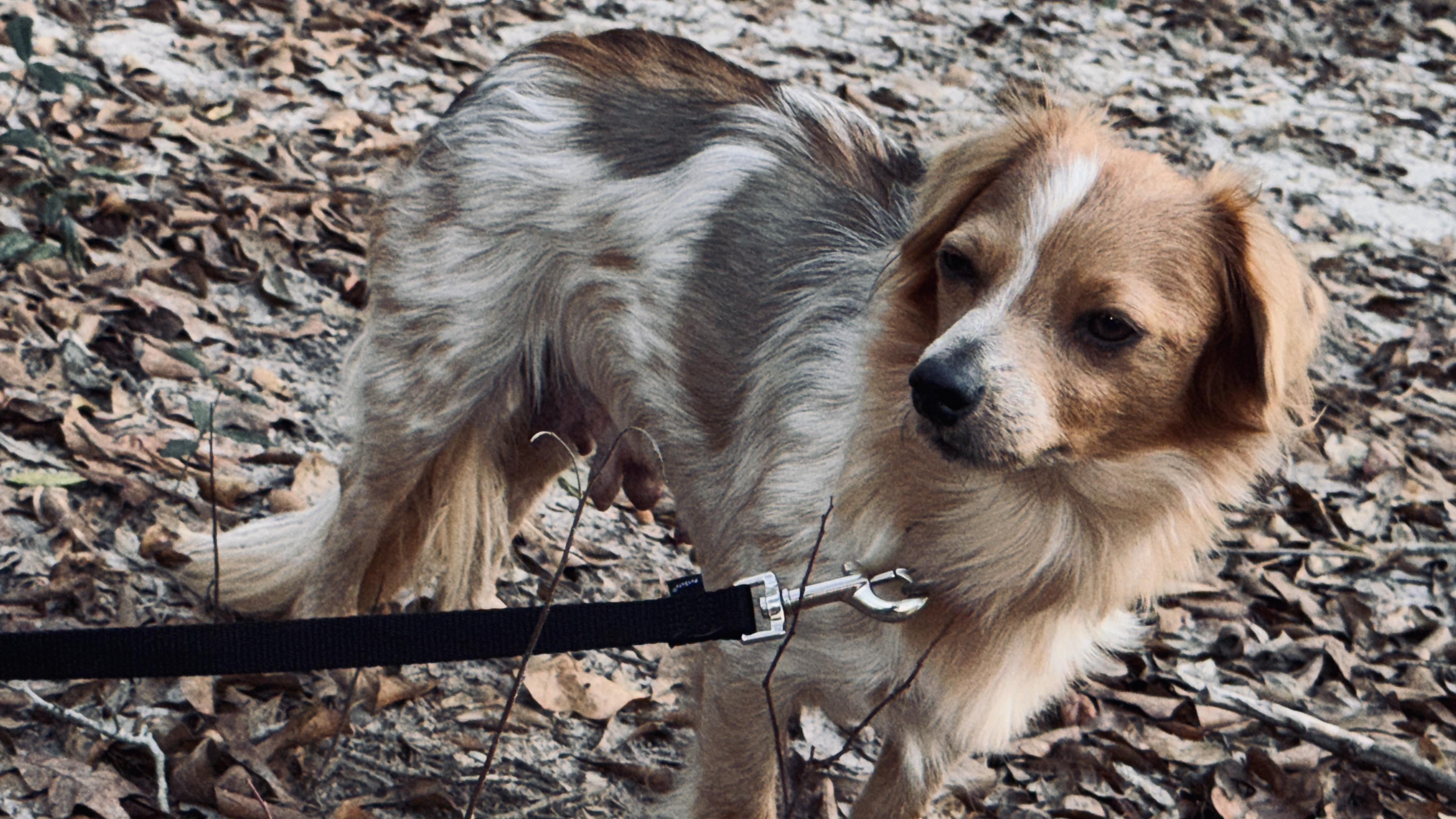 Enlarge Promise, an adopted mixed breed in Jacksonville, FL image 6/6