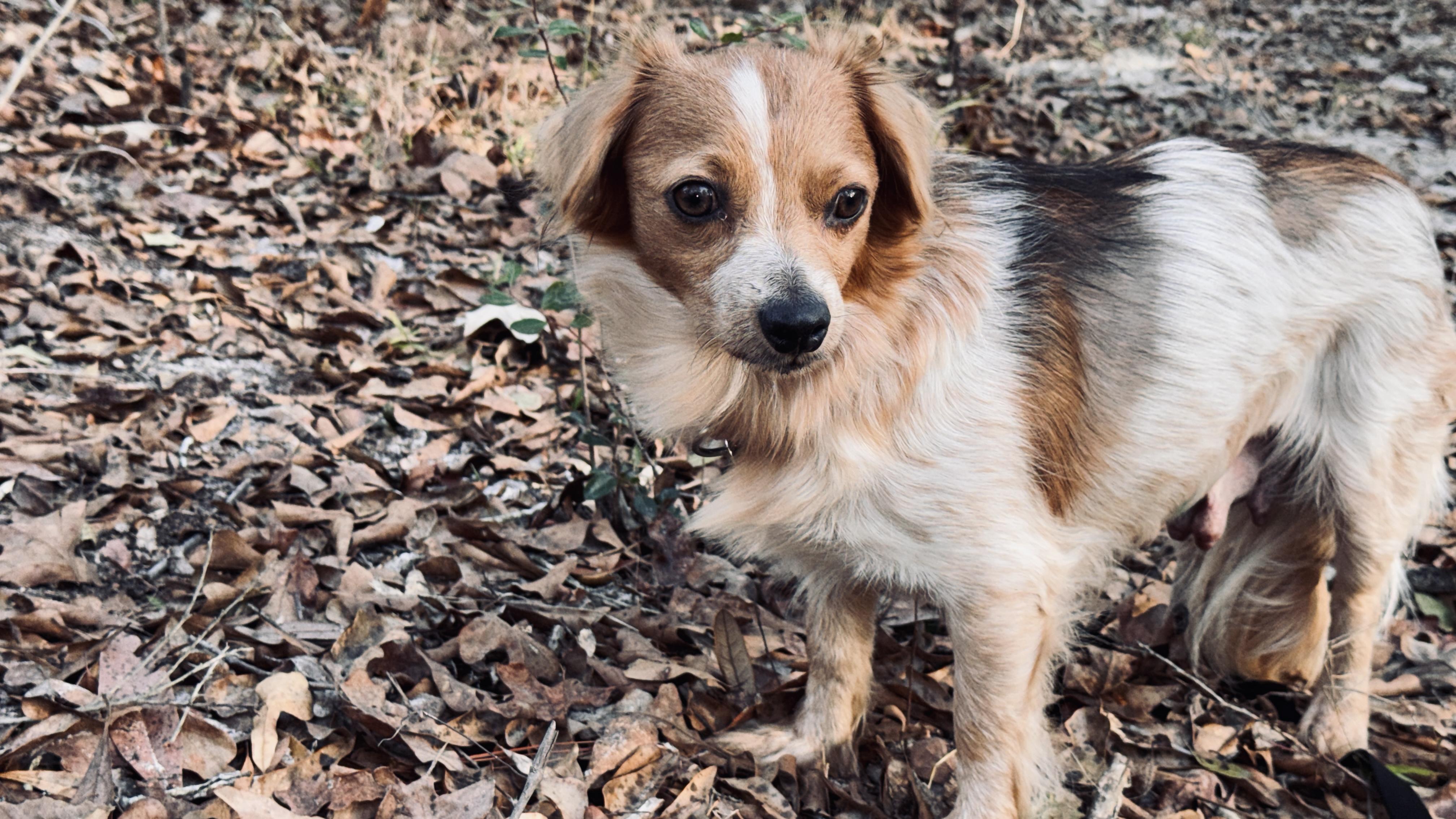 Enlarge Promise, an adopted mixed breed in Jacksonville, FL image 5/6