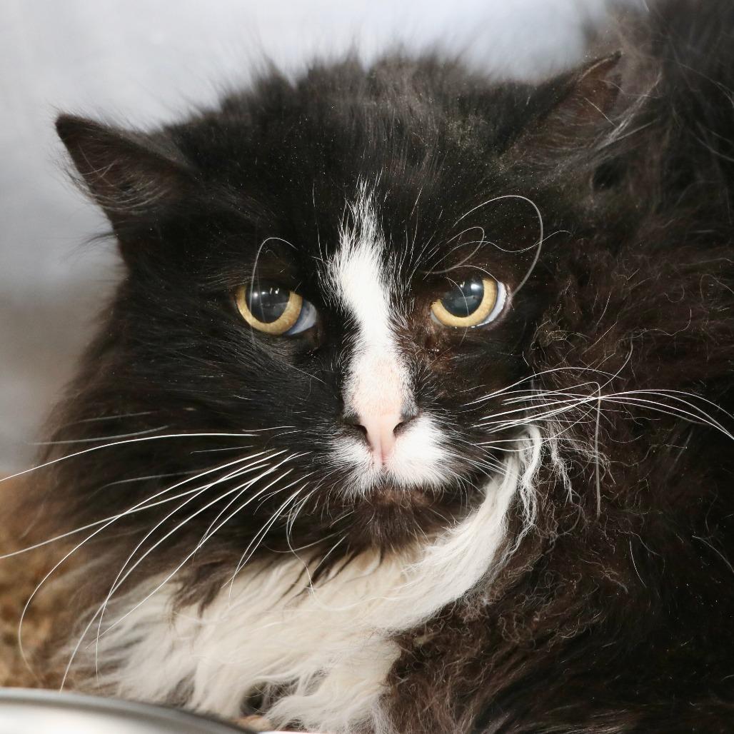 BW, Adoptable, Senior Male Domestic Medium Hair.