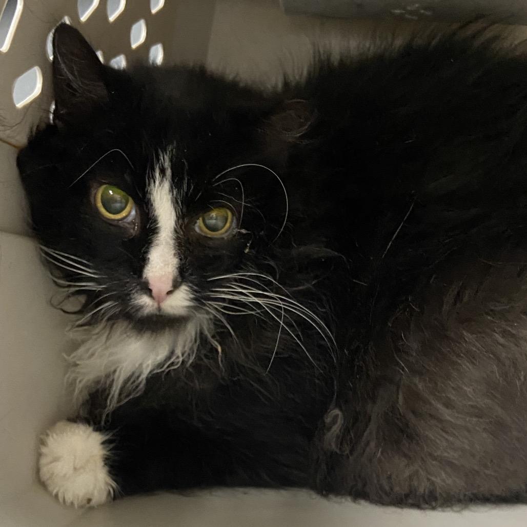 Enlarge BW, a Adoptable Domestic Medium Hair in Allentown, PA image 2/3