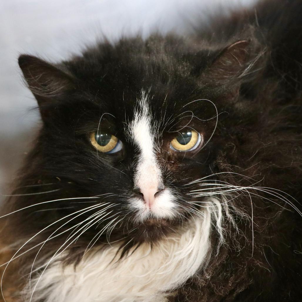 Enlarge BW, a Adoptable Domestic Medium Hair in Allentown, PA image 3/3