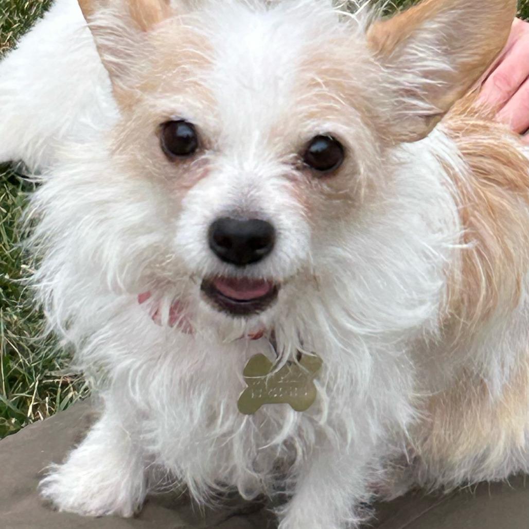 Enlarge Bella, a Adoptable mixed breed in Overland Park, KS image 1/6