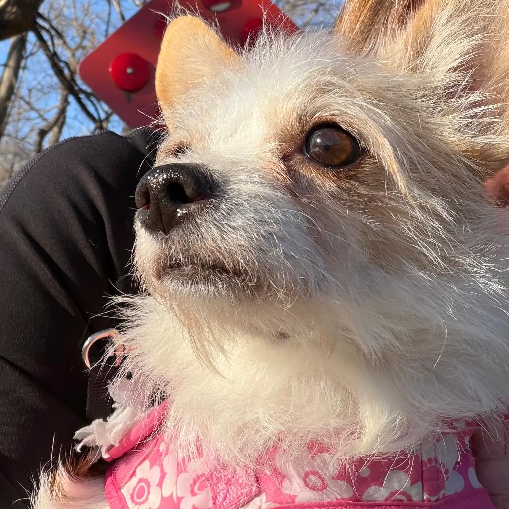 Enlarge Bella, a Adoptable mixed breed in Overland Park, KS image 3/6