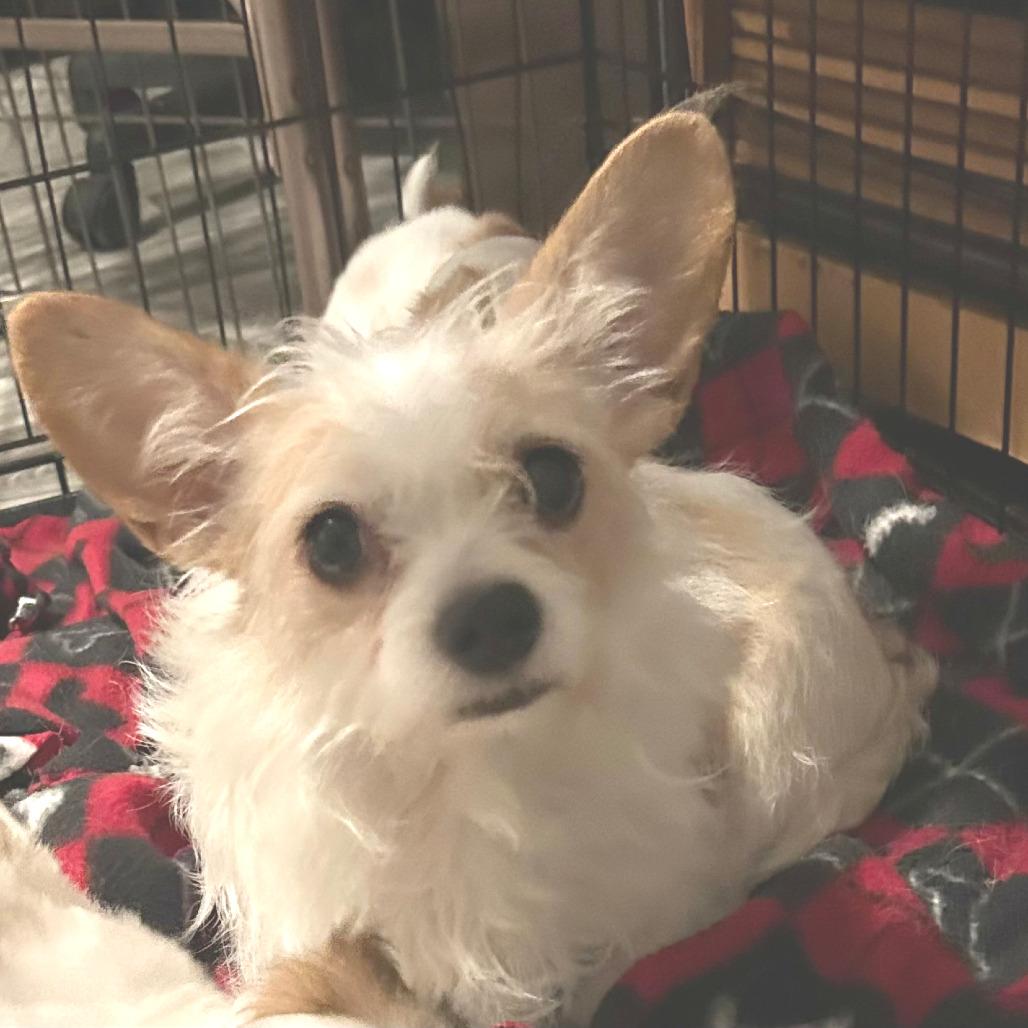 Enlarge Bella, a Adoptable mixed breed in Overland Park, KS image 5/6