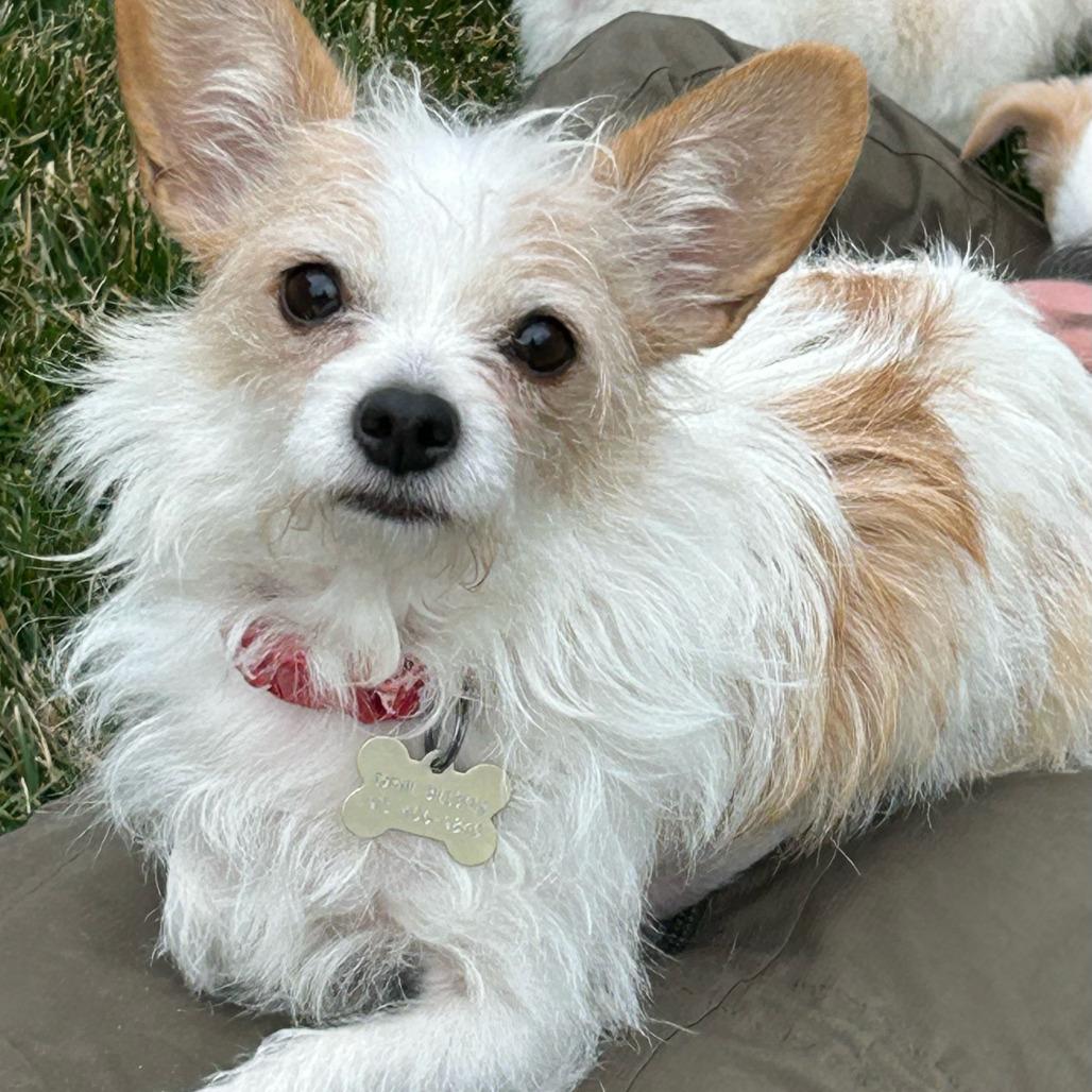 Enlarge Bella, a Adoptable mixed breed in Overland Park, KS image 6/6