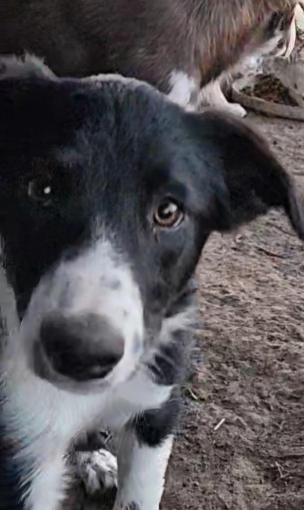 Enlarge Sistine, a Adoptable Border Collie in The Woodlands, TX image 1/5