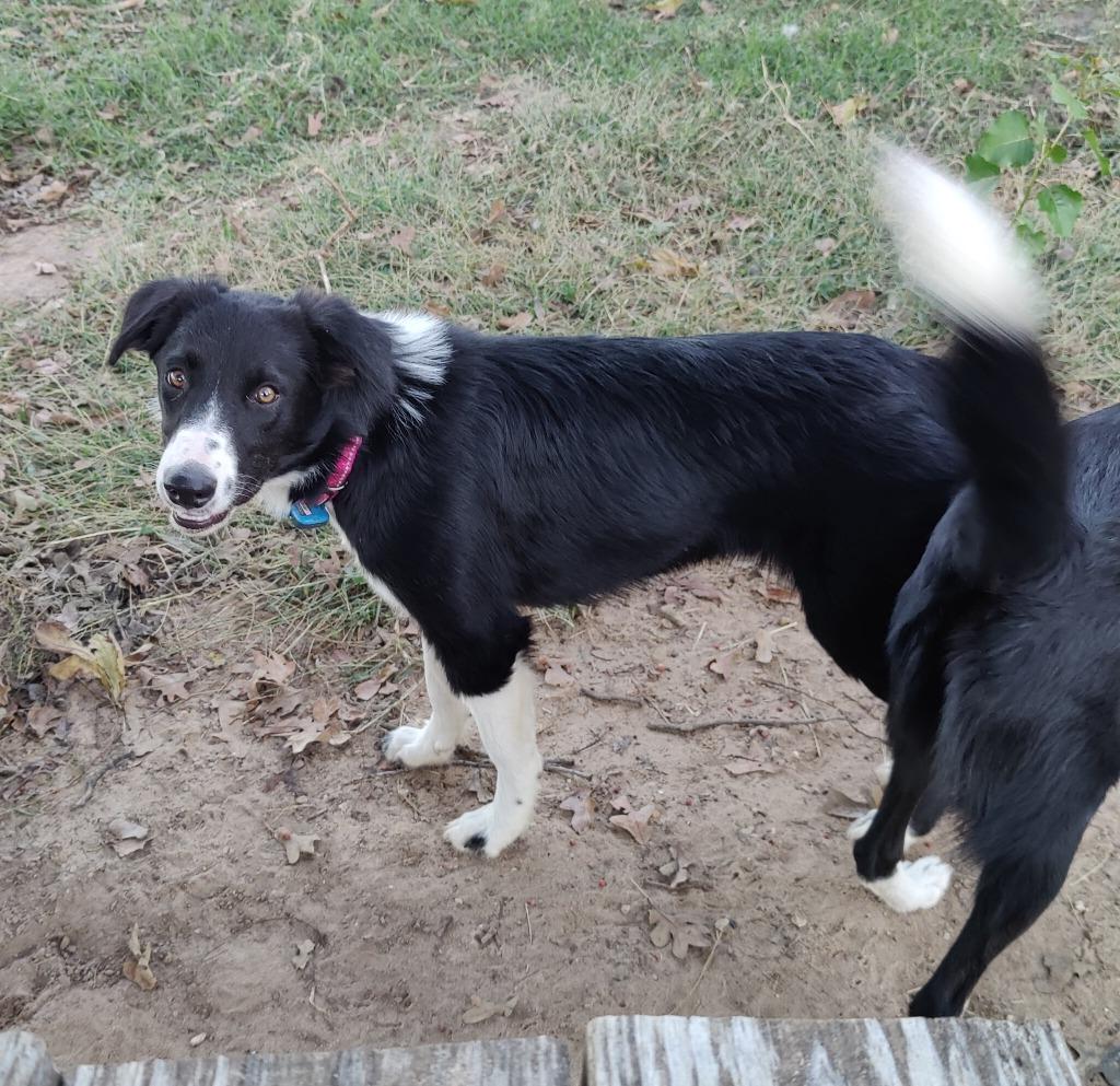 Sistine, a Adoptable Border Collie in The Woodlands, TX image 2/5